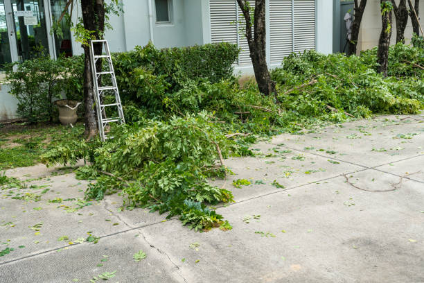 Emergency Storm Tree Removal in Sanger, CA